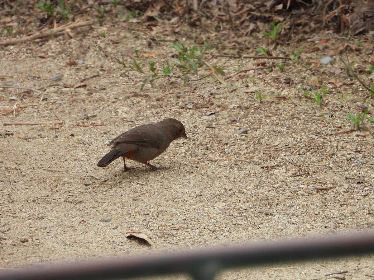 California Towhee - ML644669110