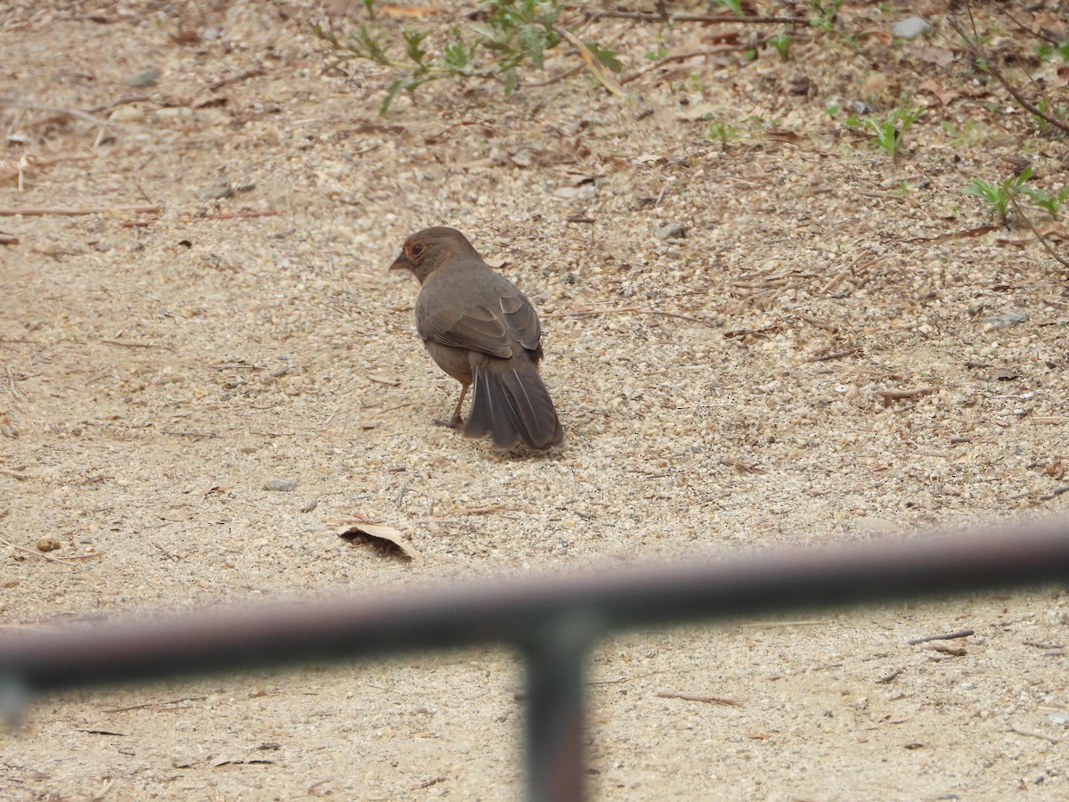 California Towhee - ML644669111