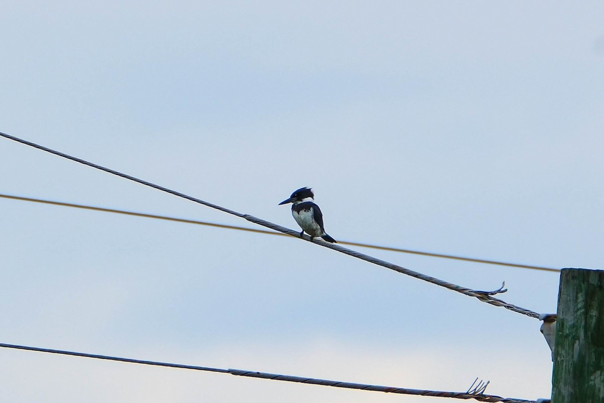 שלדג אמריקני - ML644669119