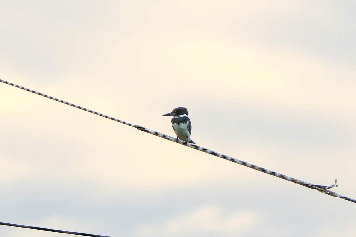 שלדג אמריקני - ML644669120