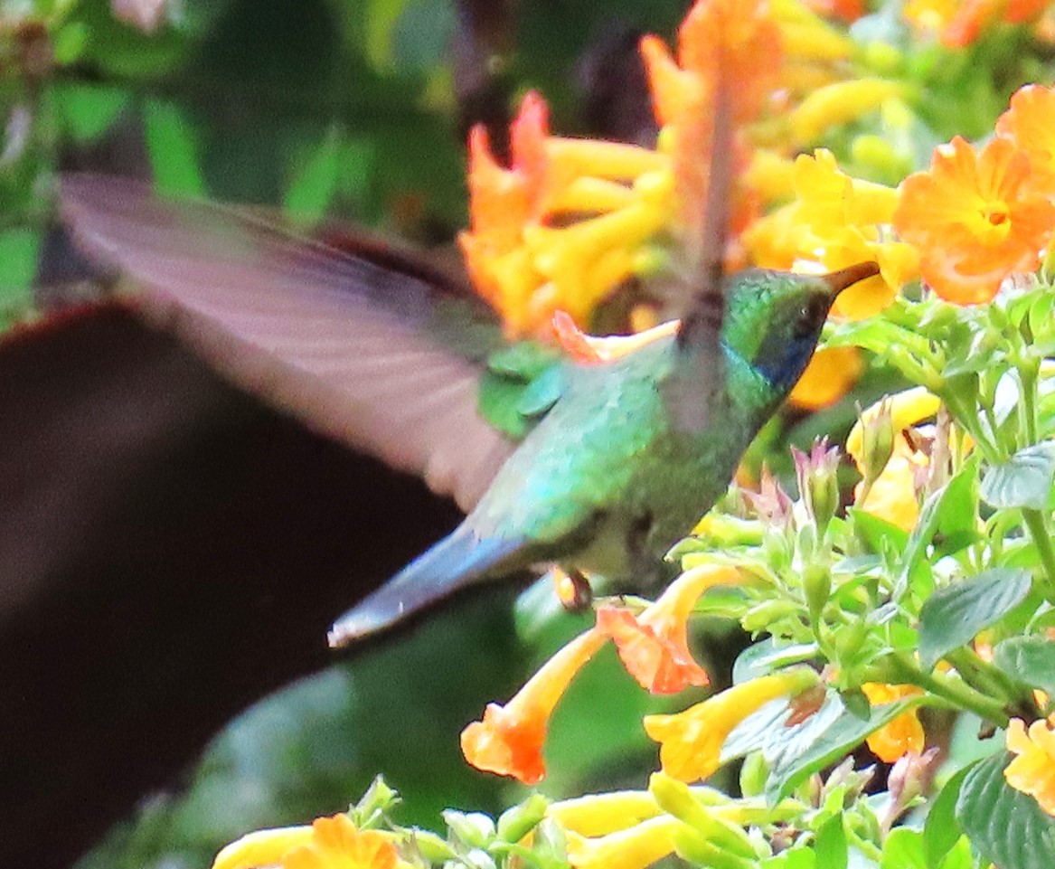 Lesser Violetear - ML644669121