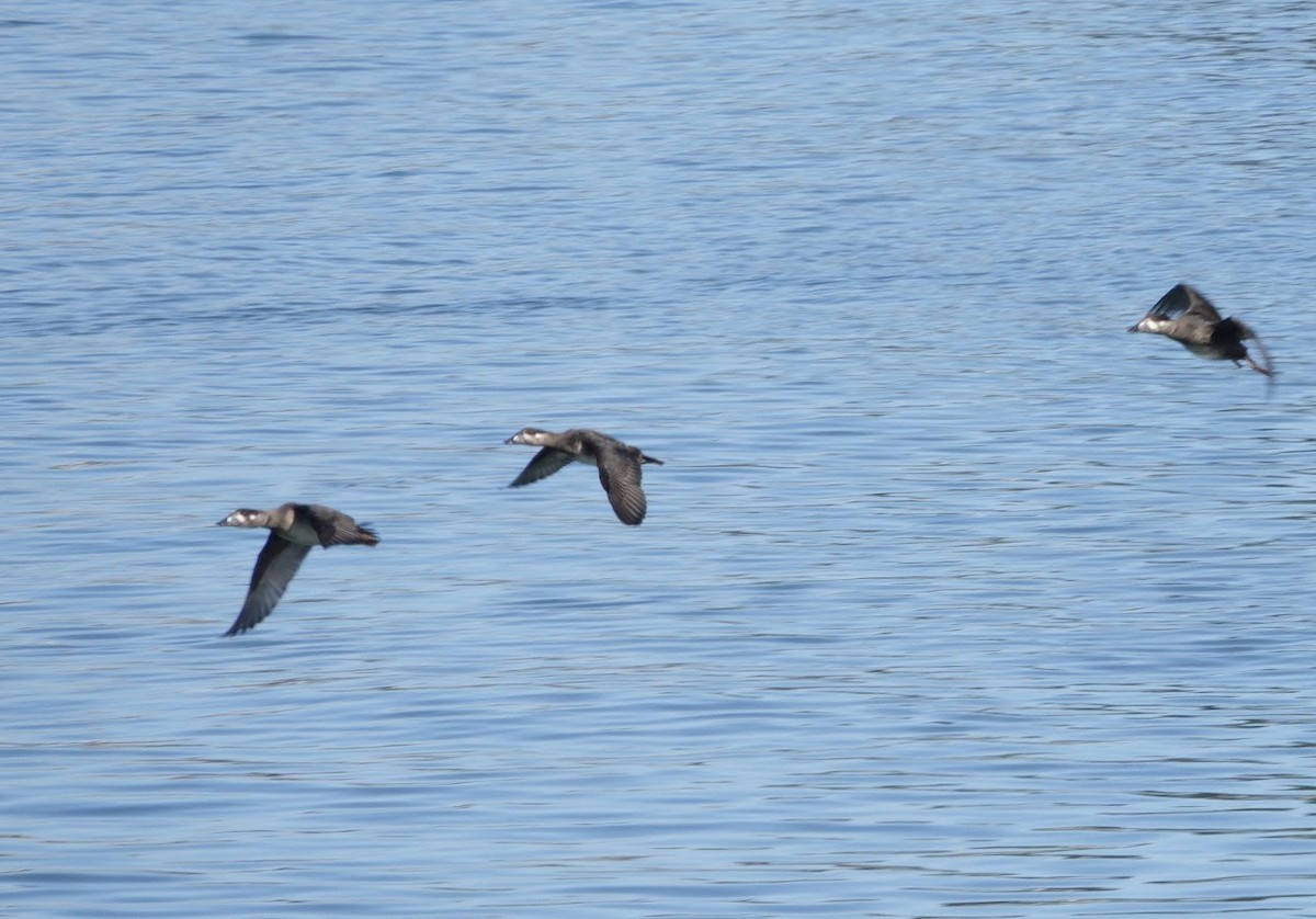 Surf Scoter - ML644669122