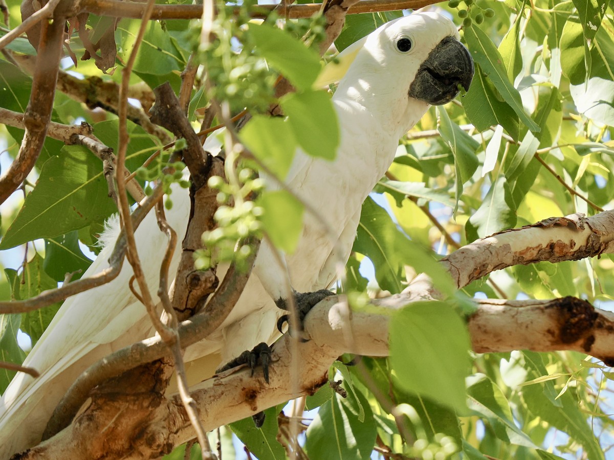 Sulphur-crested Cockatoo - ML644669123