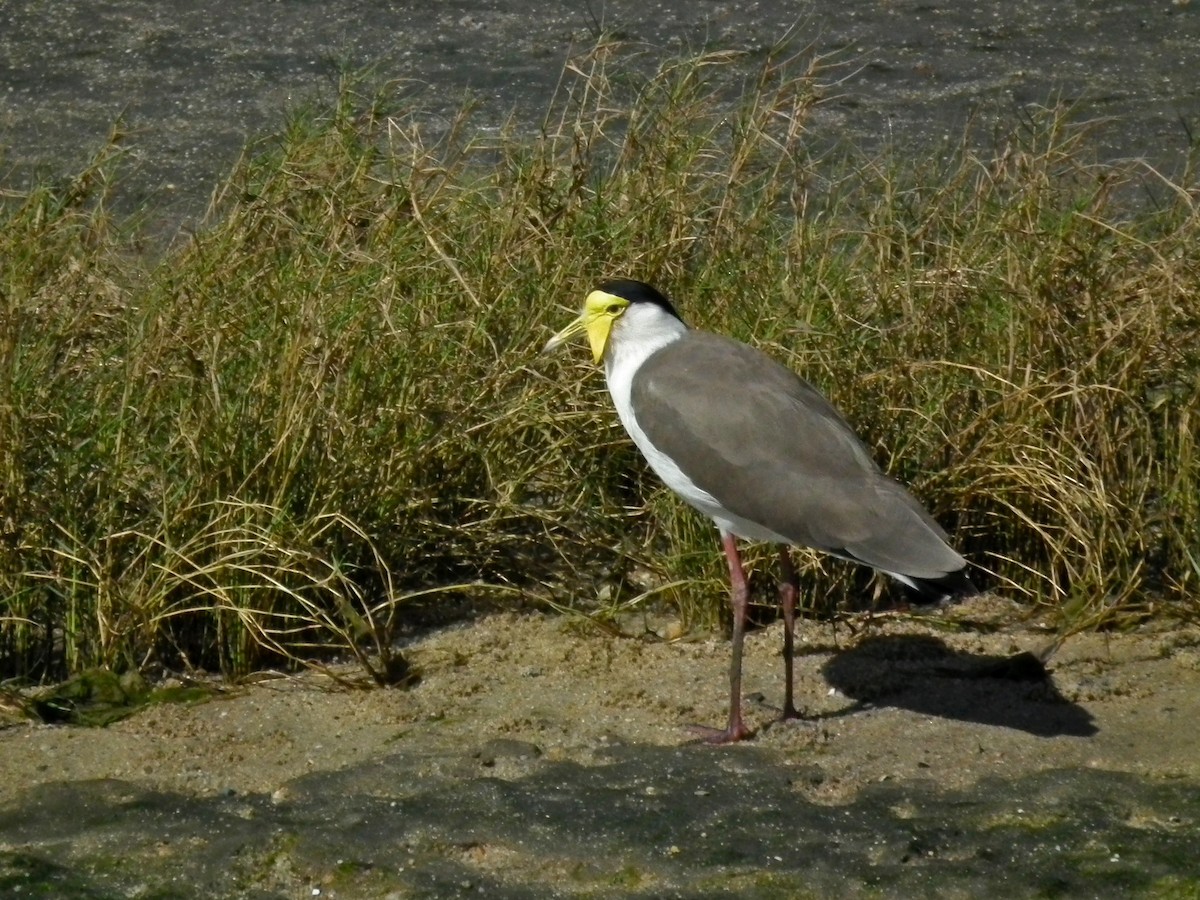 Hegabera maskaraduna - ML644669146