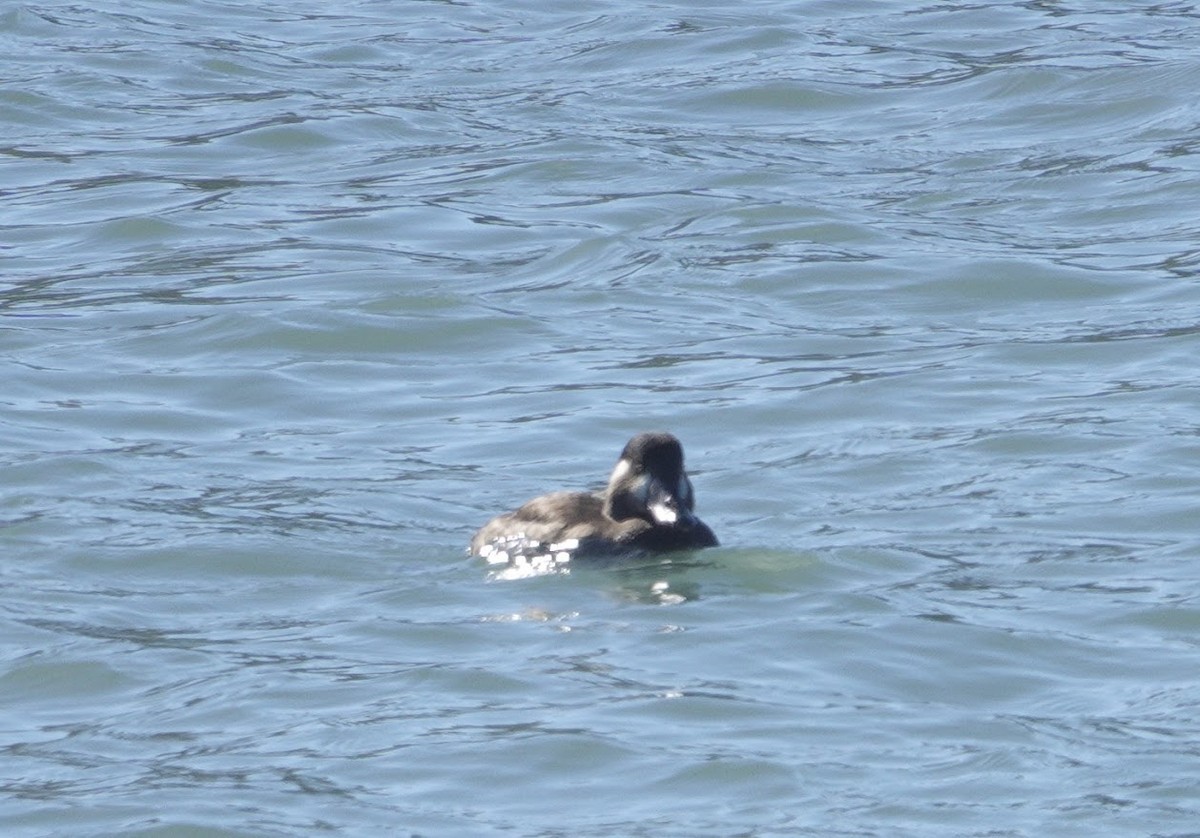 Surf Scoter - ML644669147