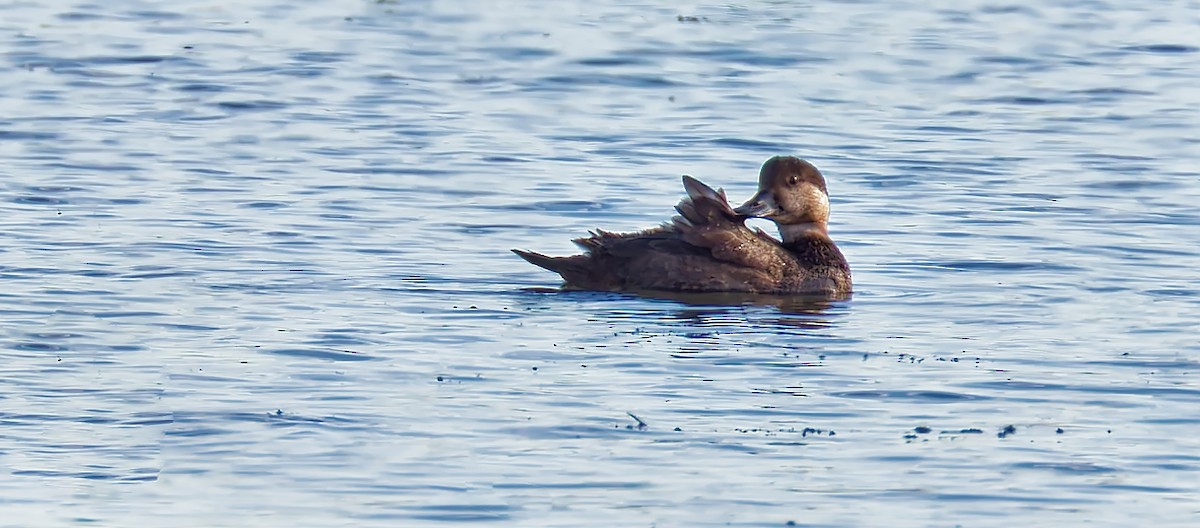 Black Scoter - ML644669150