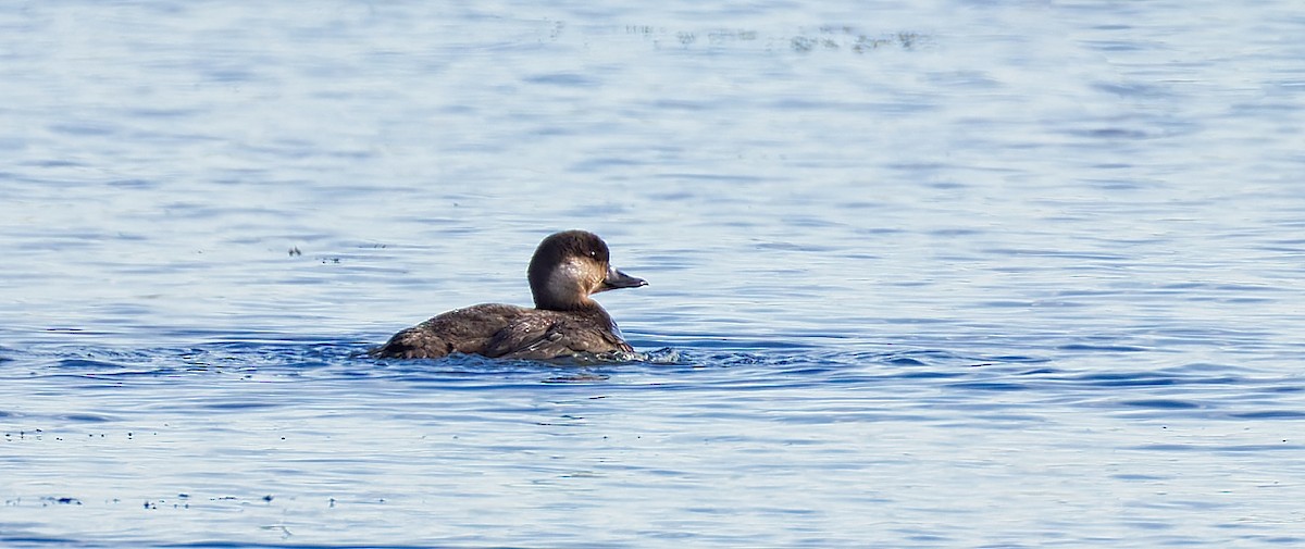 Black Scoter - ML644669151