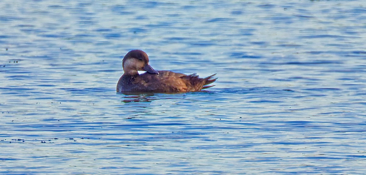 Black Scoter - ML644669152