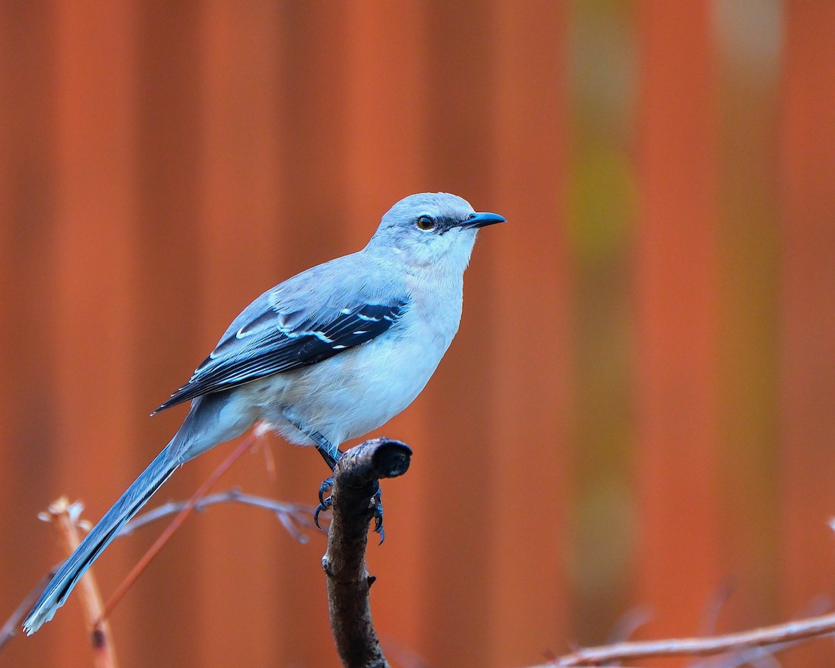 Tropikal Taklitçi - ML644669158