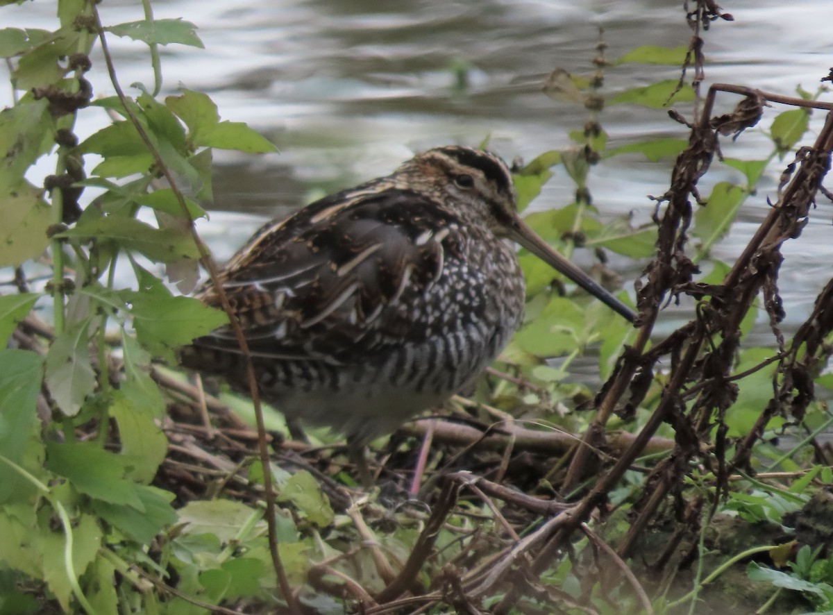 Wilson's Snipe - ML644669161
