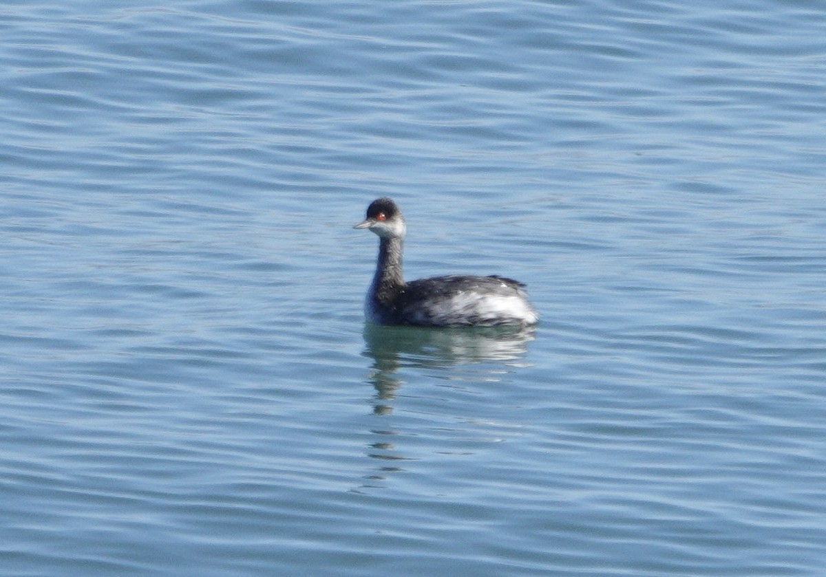 Eared Grebe - ML644669169
