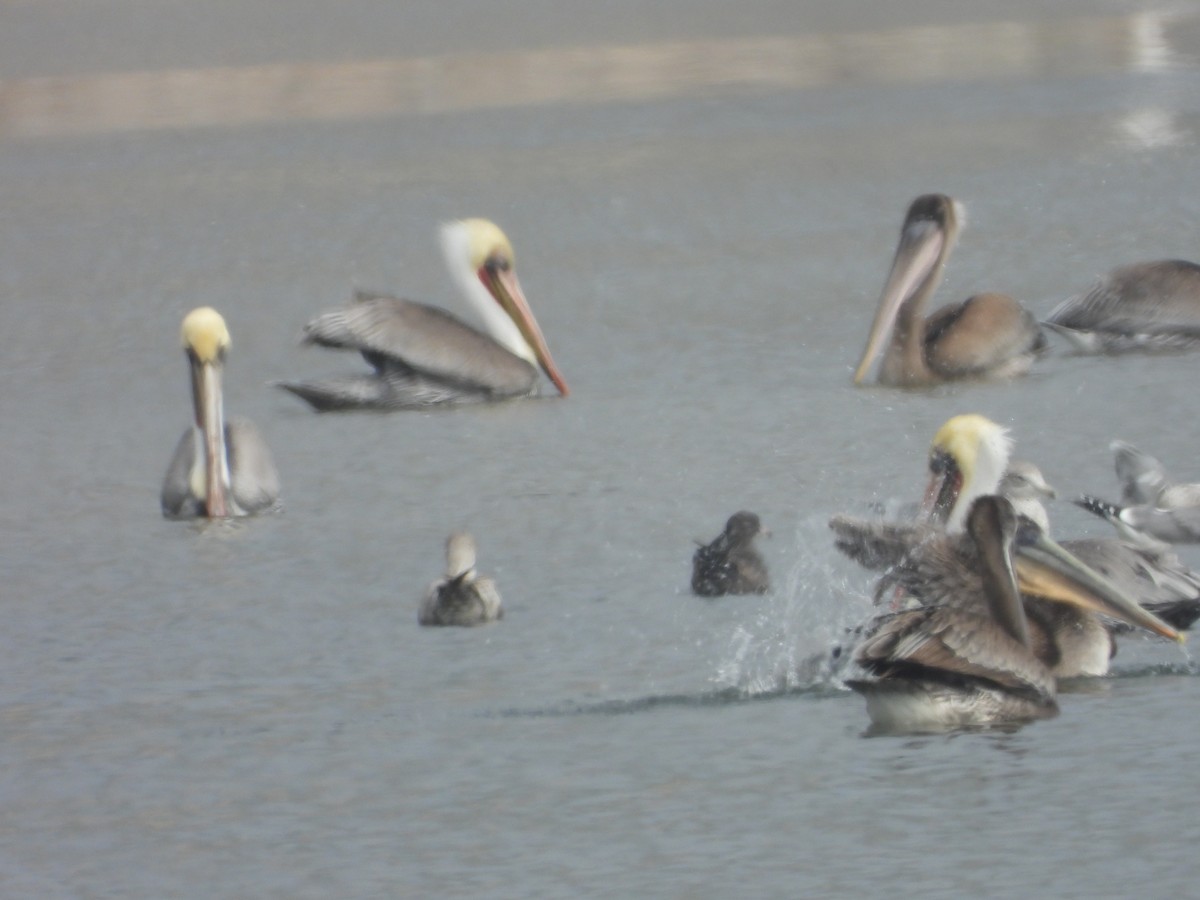 Brown Pelican - ML644669174