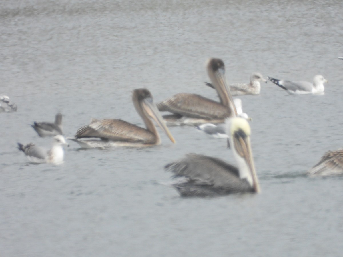 Brown Pelican - ML644669175