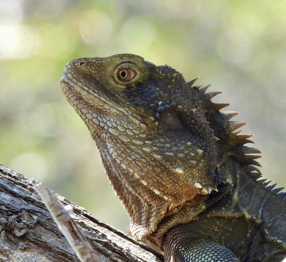 Australian Water Dragon - ML644669176
