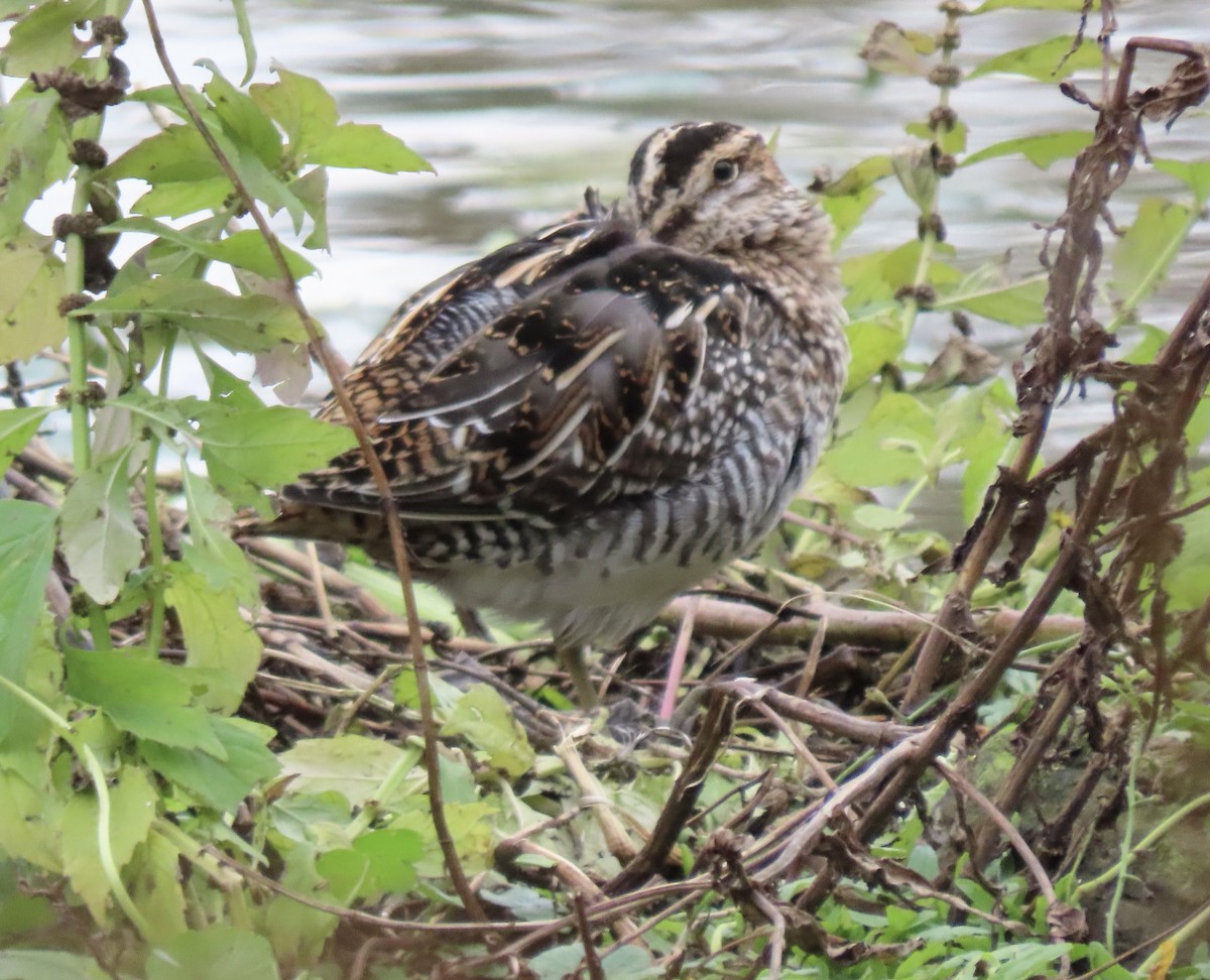 Wilson's Snipe - ML644669183