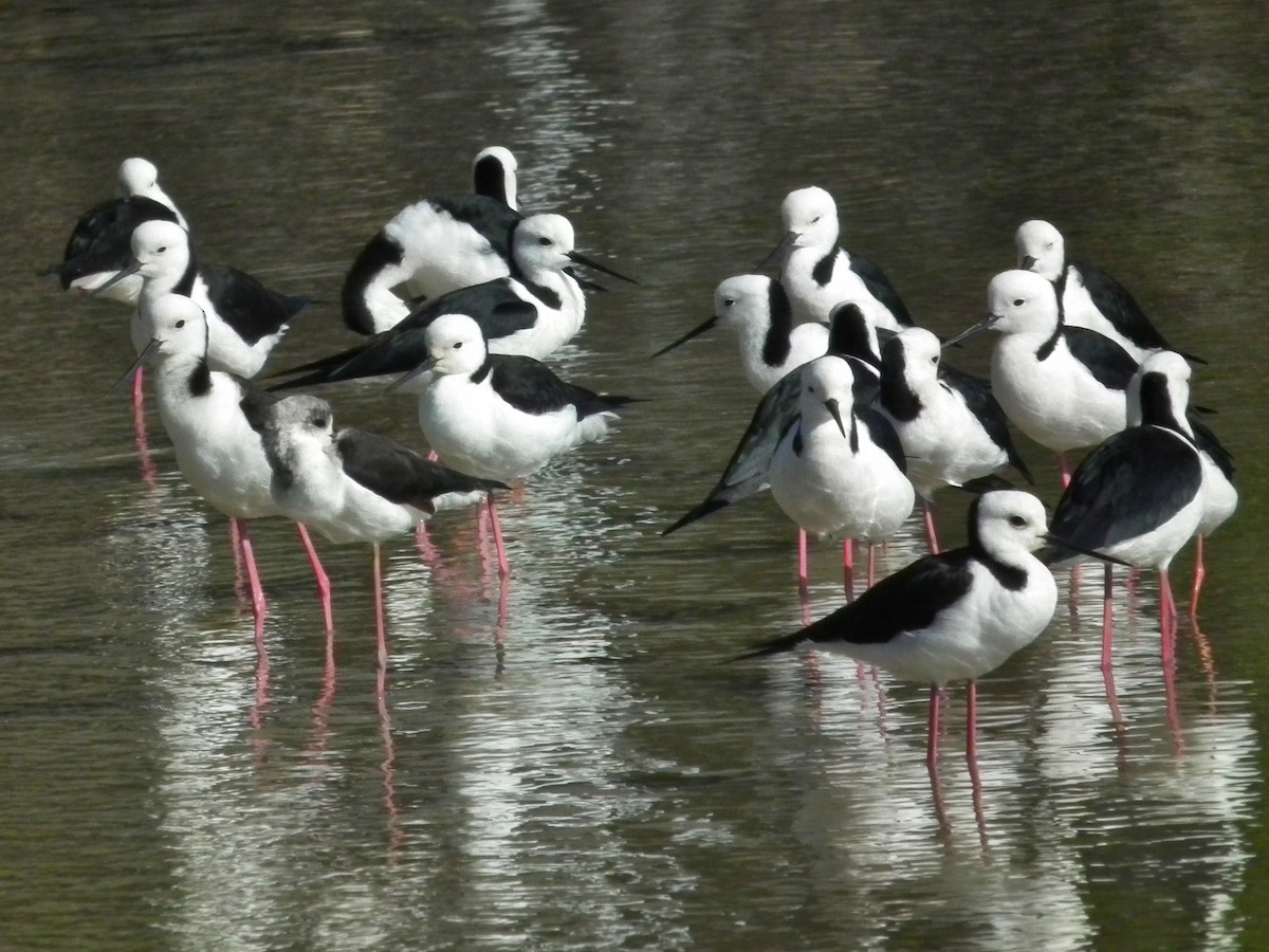 Австралийский ходулочник - ML644669195