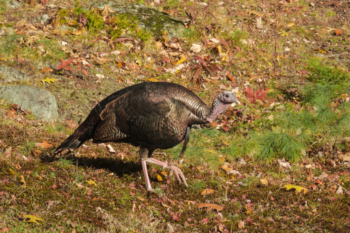 Wild Turkey - ML644669202
