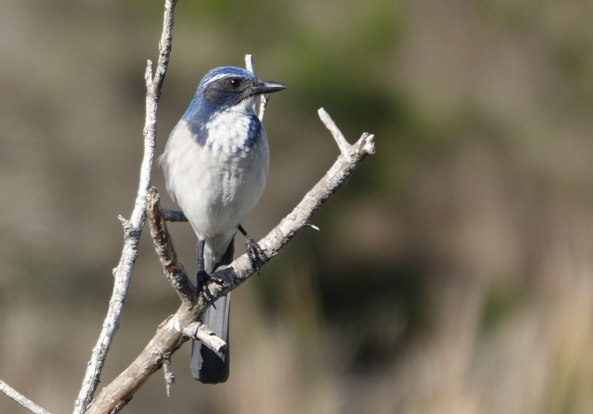 California Scrub-Jay - ML644669209