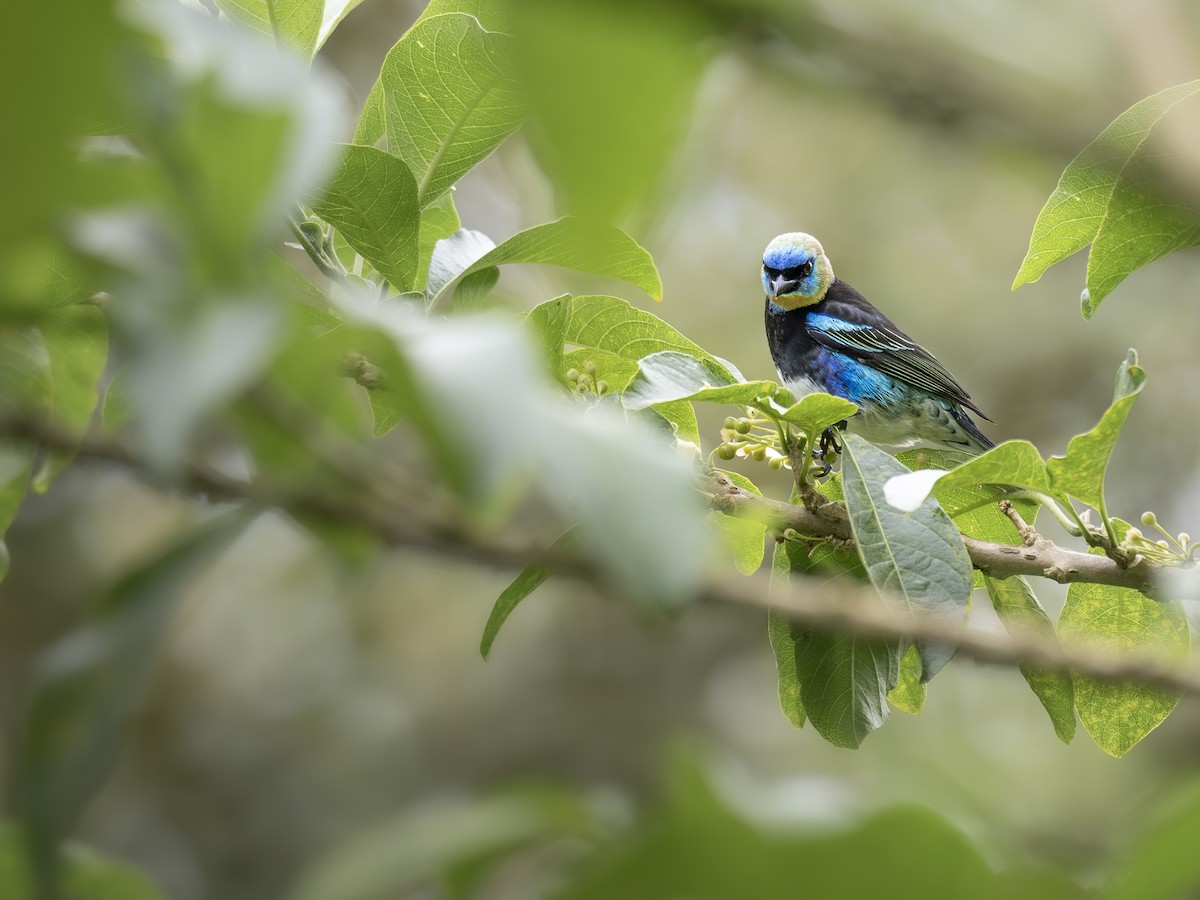 Golden-hooded Tanager - ML644669210
