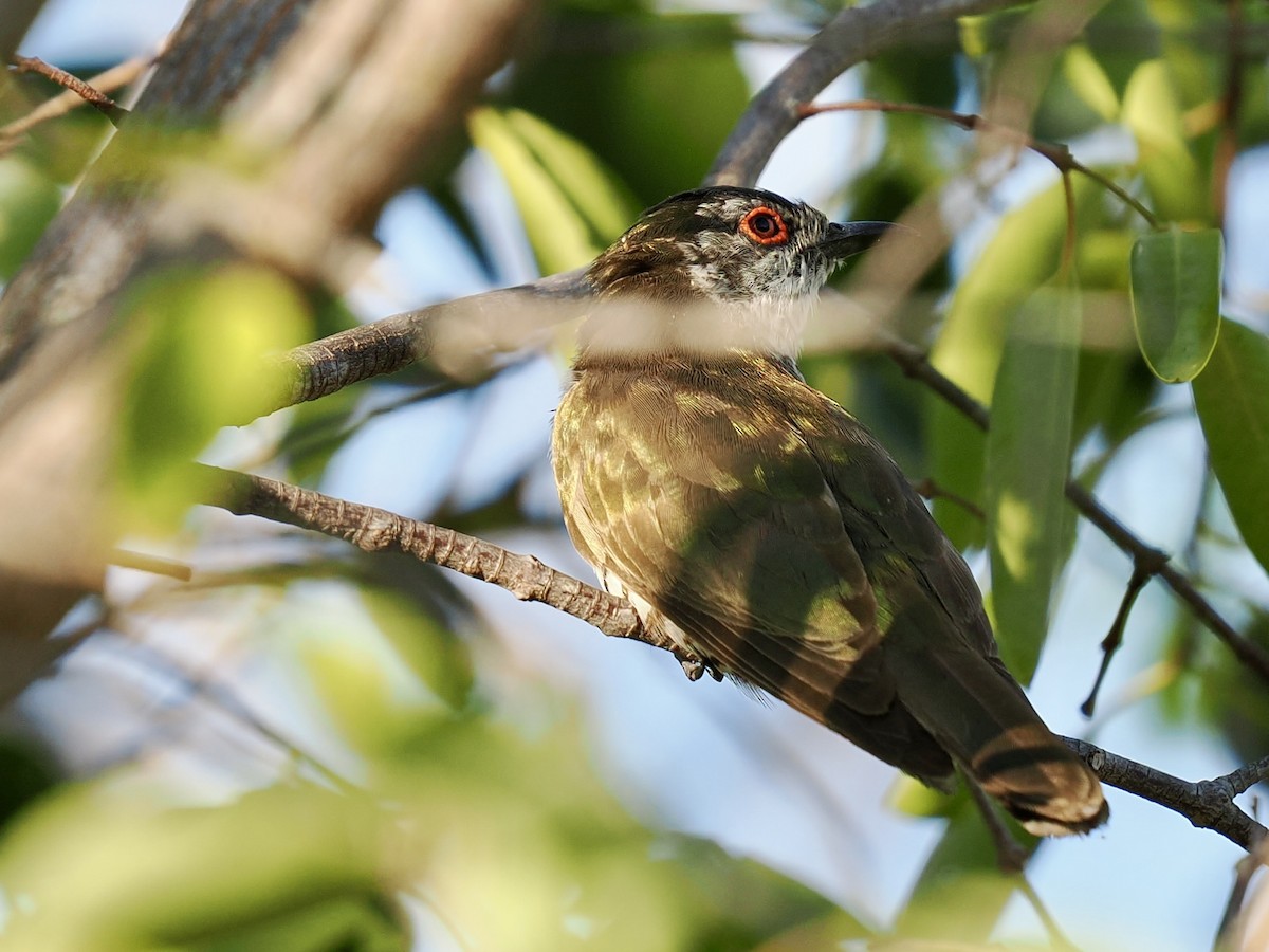 Little Bronze-Cuckoo - ML644669214