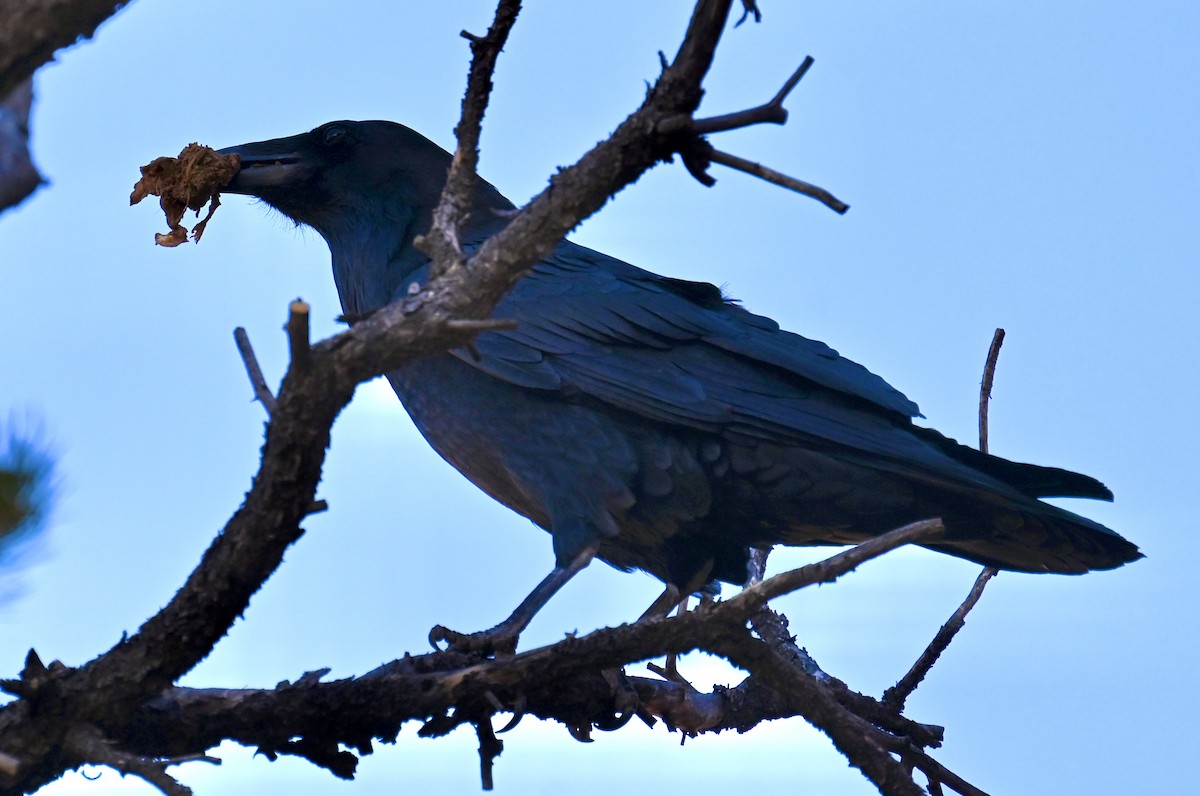 Крук звичайний - ML644669215