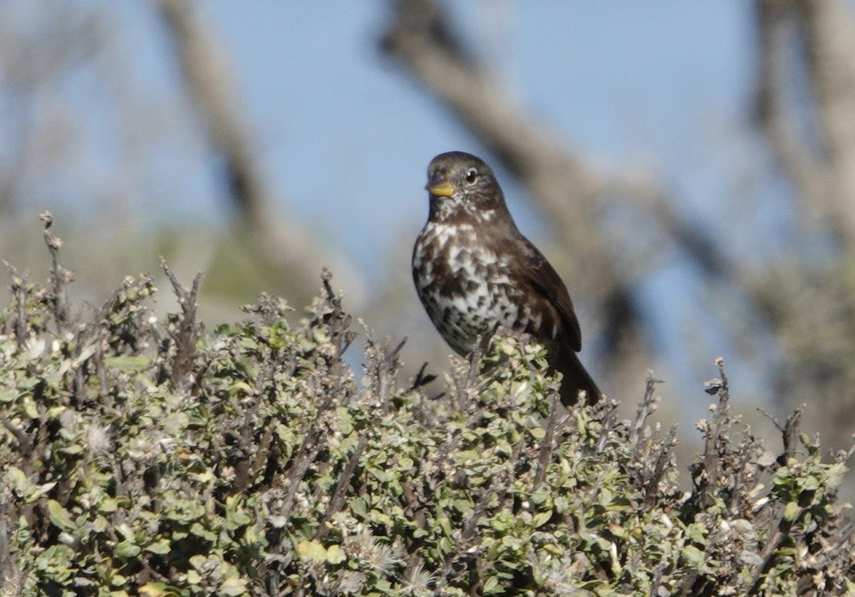 Fox Sparrow - ML644669225
