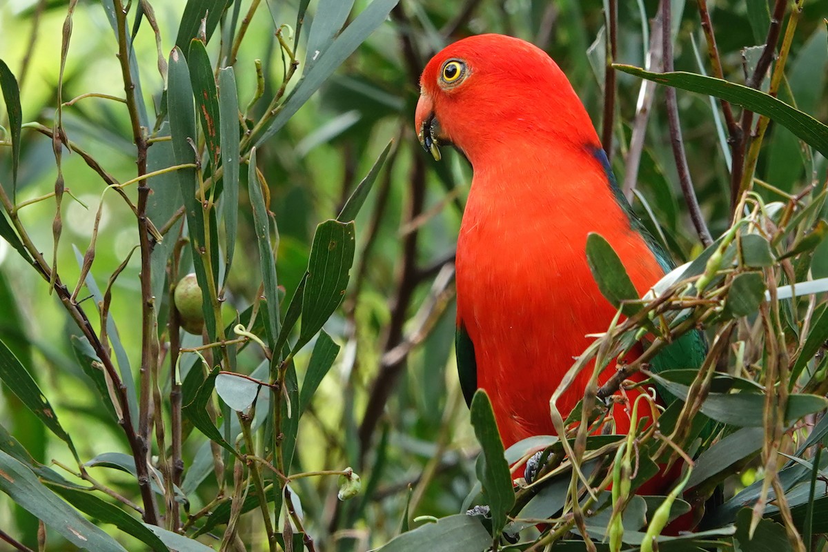 Perruche royale - ML644669229