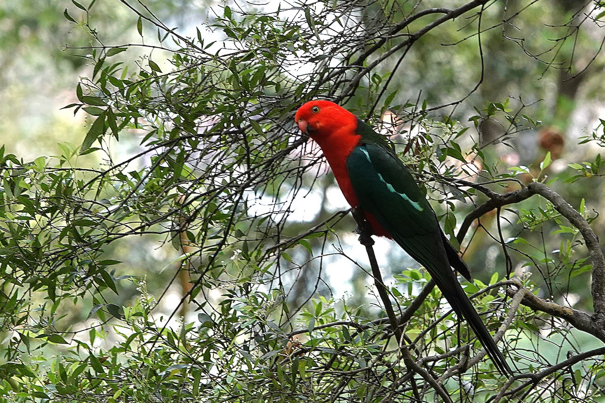 Perruche royale - ML644669230