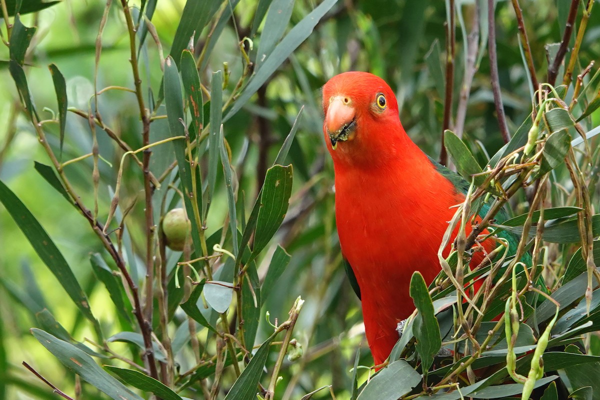 Perruche royale - ML644669231