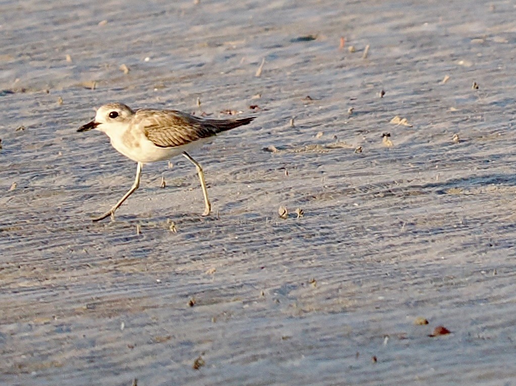 Greater Sand-Plover - ML644669232