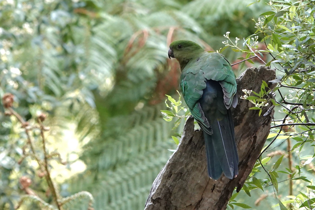 Perruche royale - ML644669233