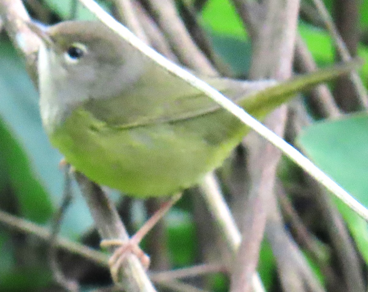 MacGillivray's Warbler - ML644669249