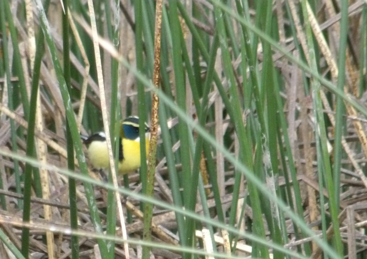 Many-colored Rush Tyrant - ML644669251