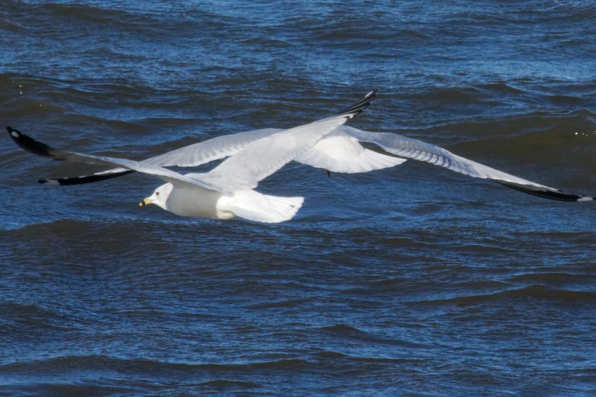 Мартин делаверський - ML644669255