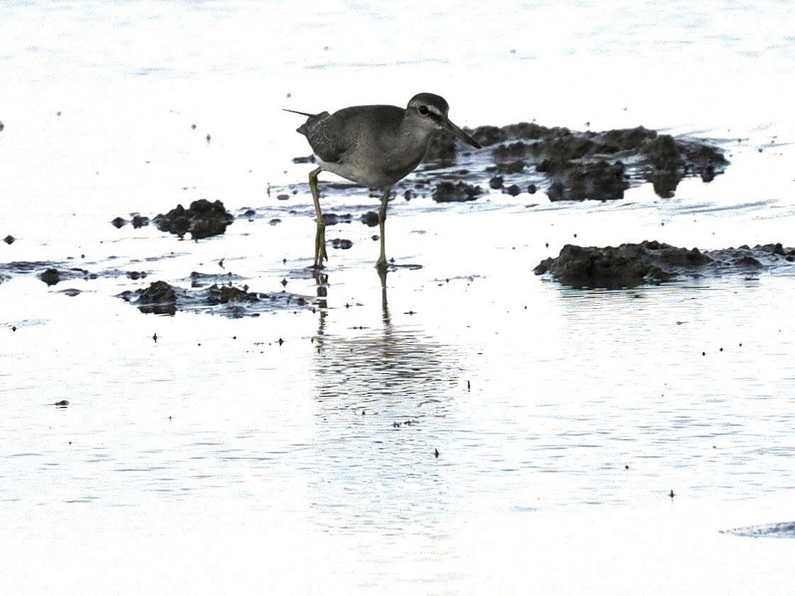Gray-tailed Tattler - ML644669263