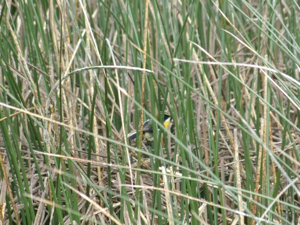 Many-colored Rush Tyrant - ML644669265