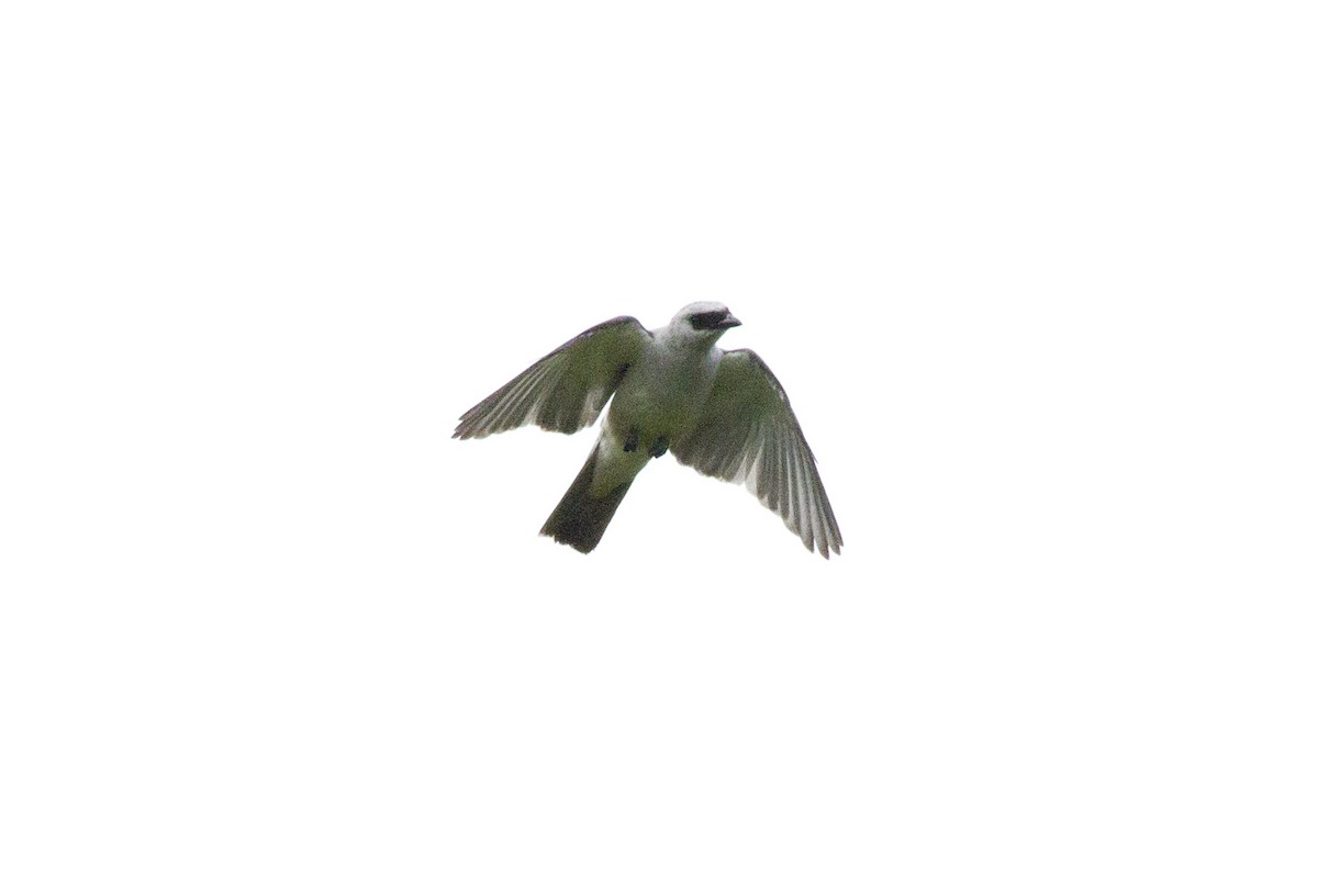 Black-faced Cuckooshrike - ML644669276