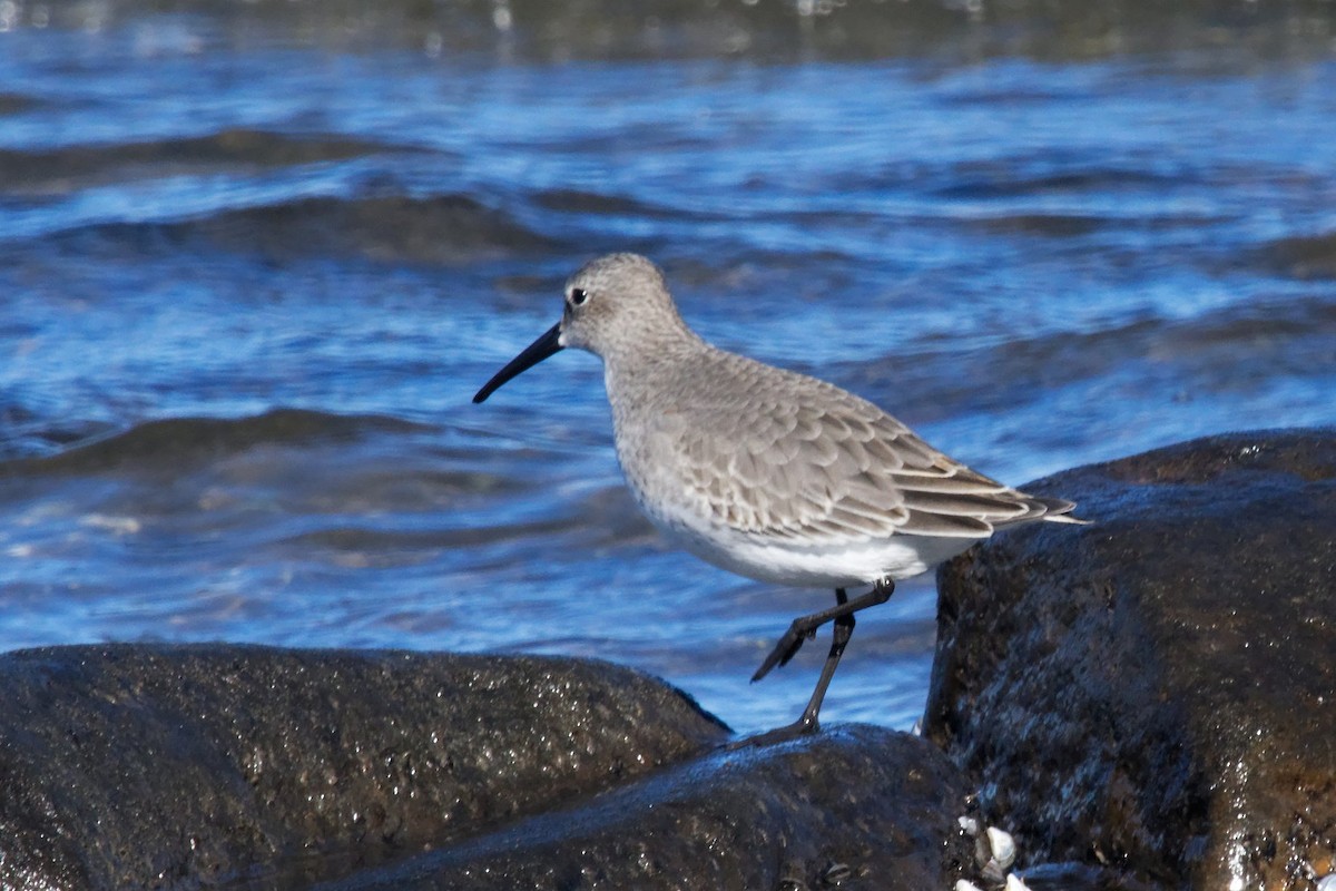 Побережник чорногрудий - ML644669282