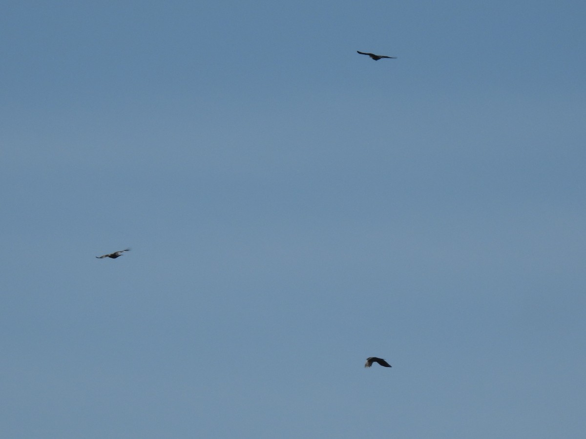 American Crow - ML644669283