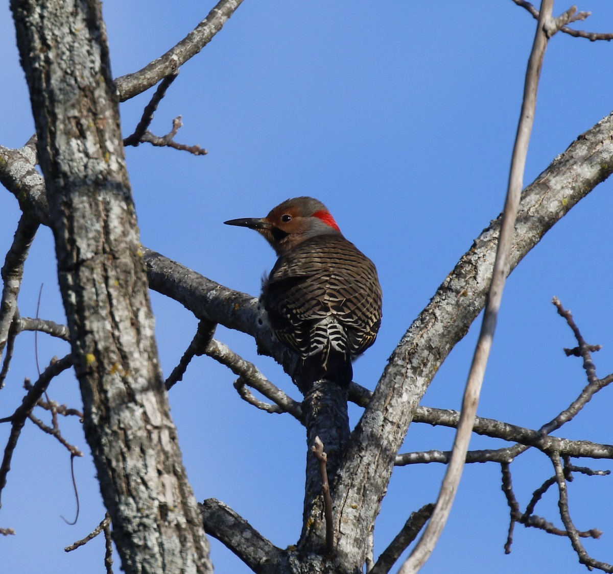 Northern Flicker (Yellow-shafted) - ML644669284