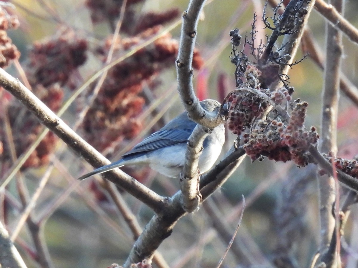 Dark-eyed Junco - ML644669292