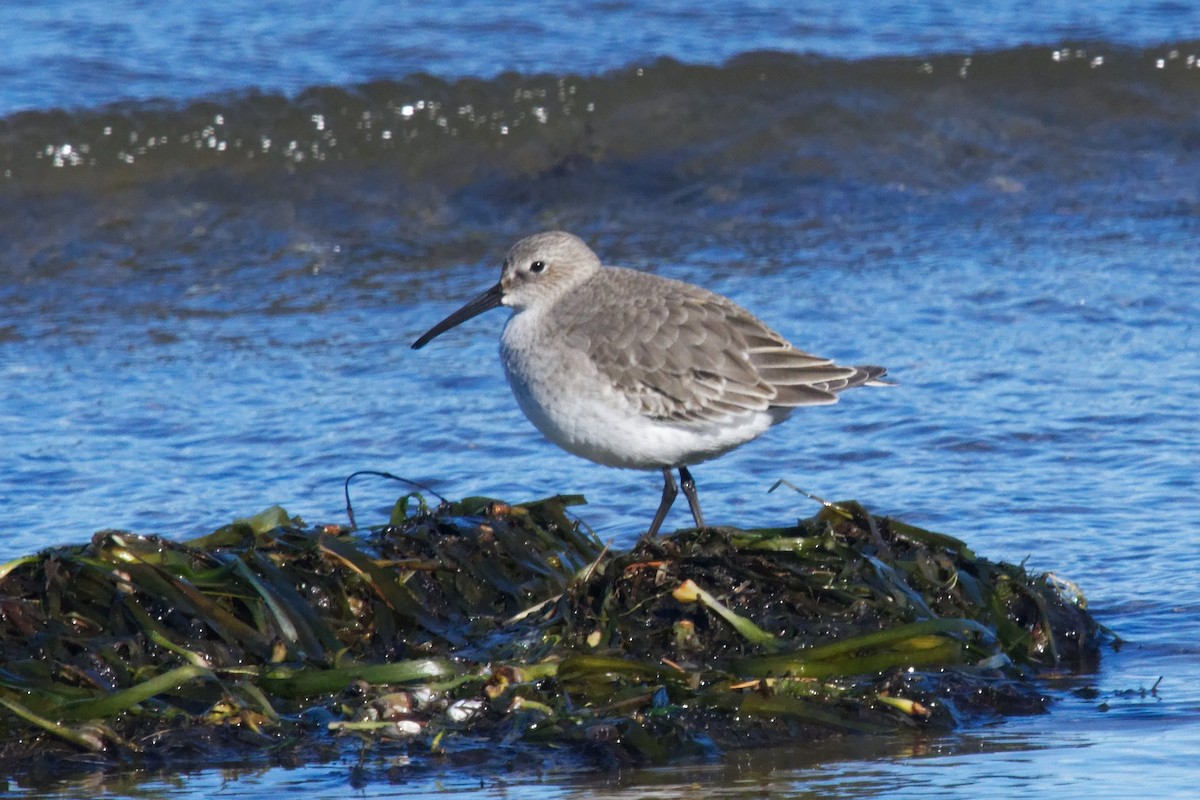 Побережник чорногрудий - ML644669295