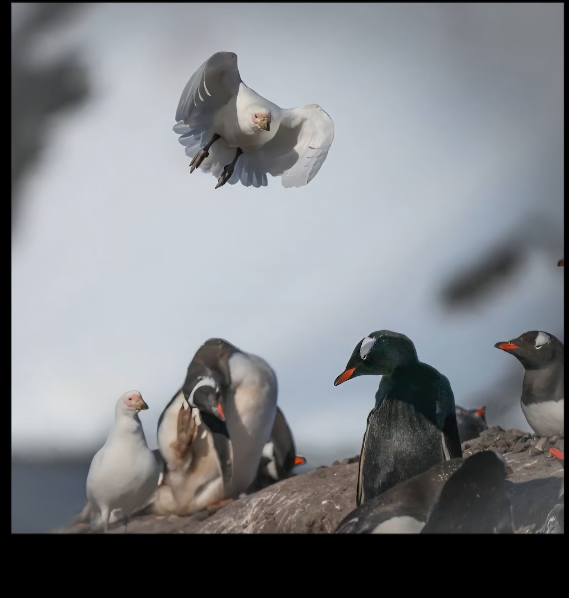 Snowy Sheathbill - ML644669297