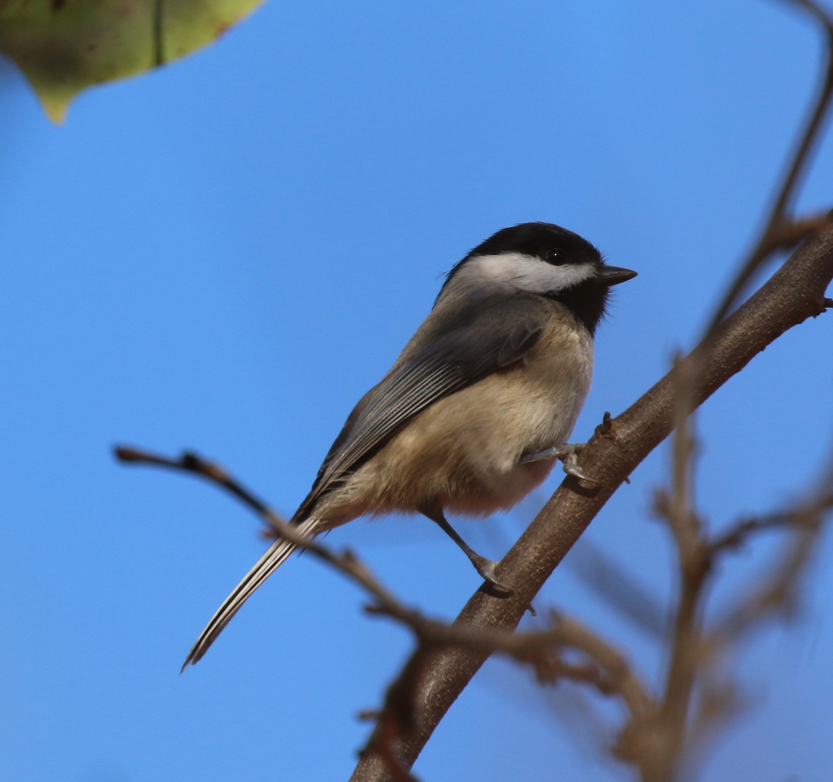 Carolina Chickadee - ML644669303