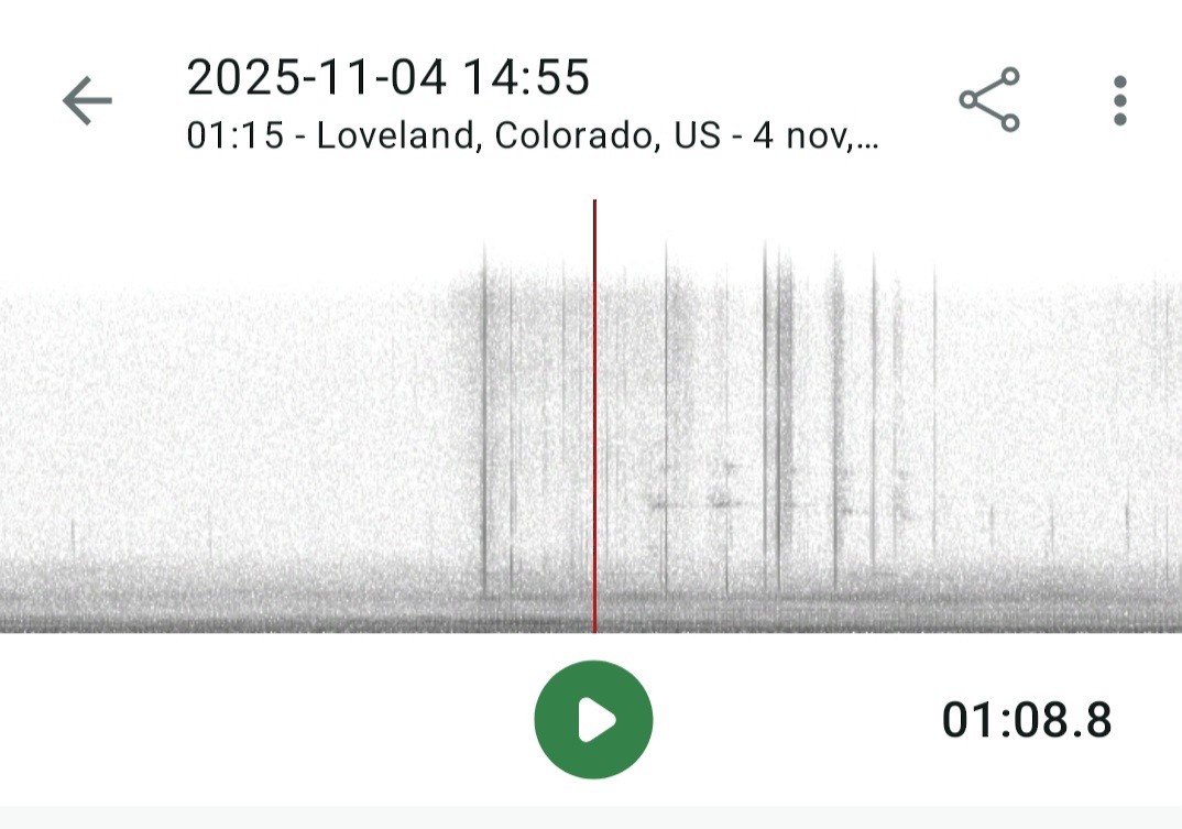 Пастушок віргінський - ML644669305