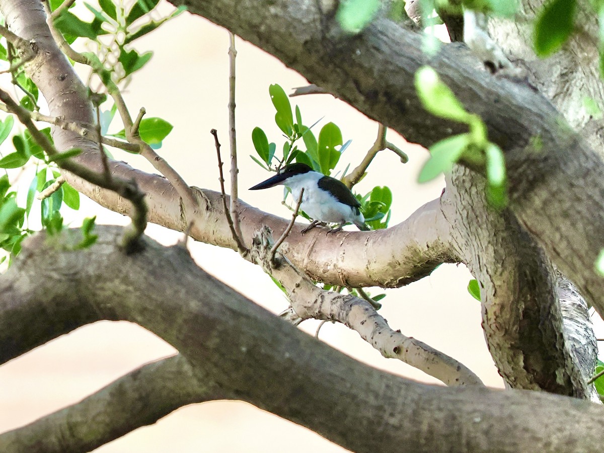 Torresian Kingfisher - ML644669306