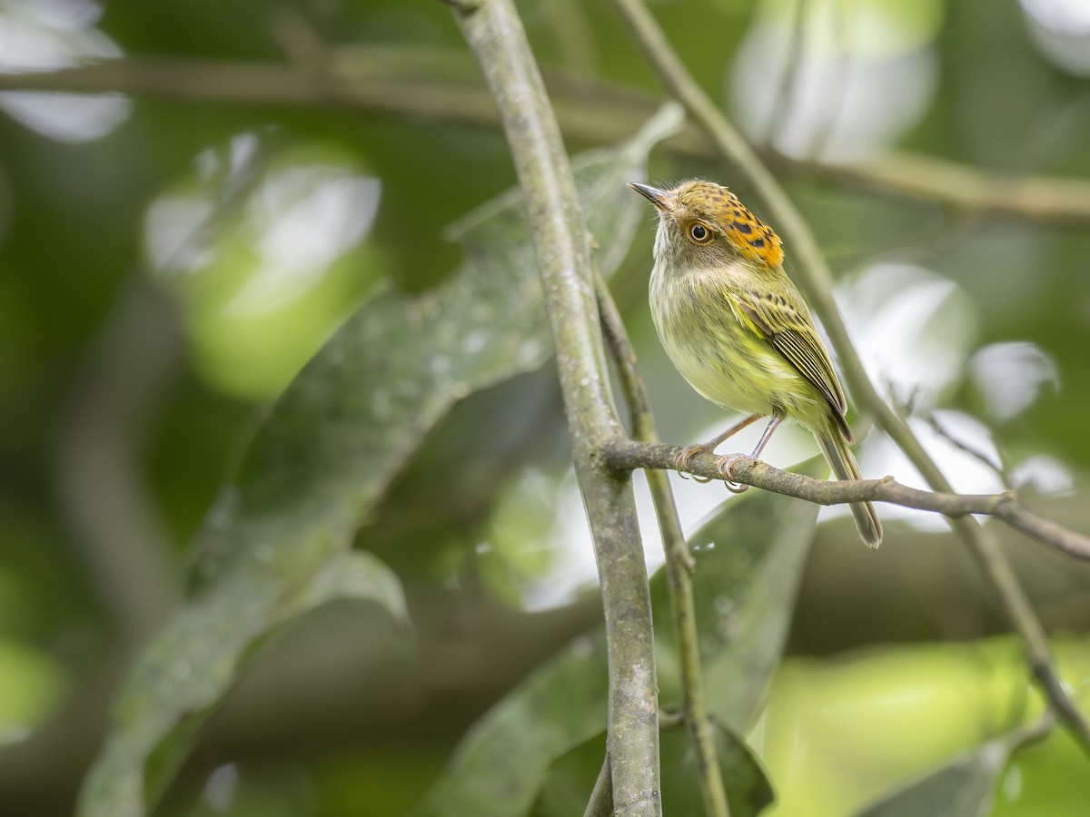 Scale-crested Pygmy-Tyrant - ML644669316
