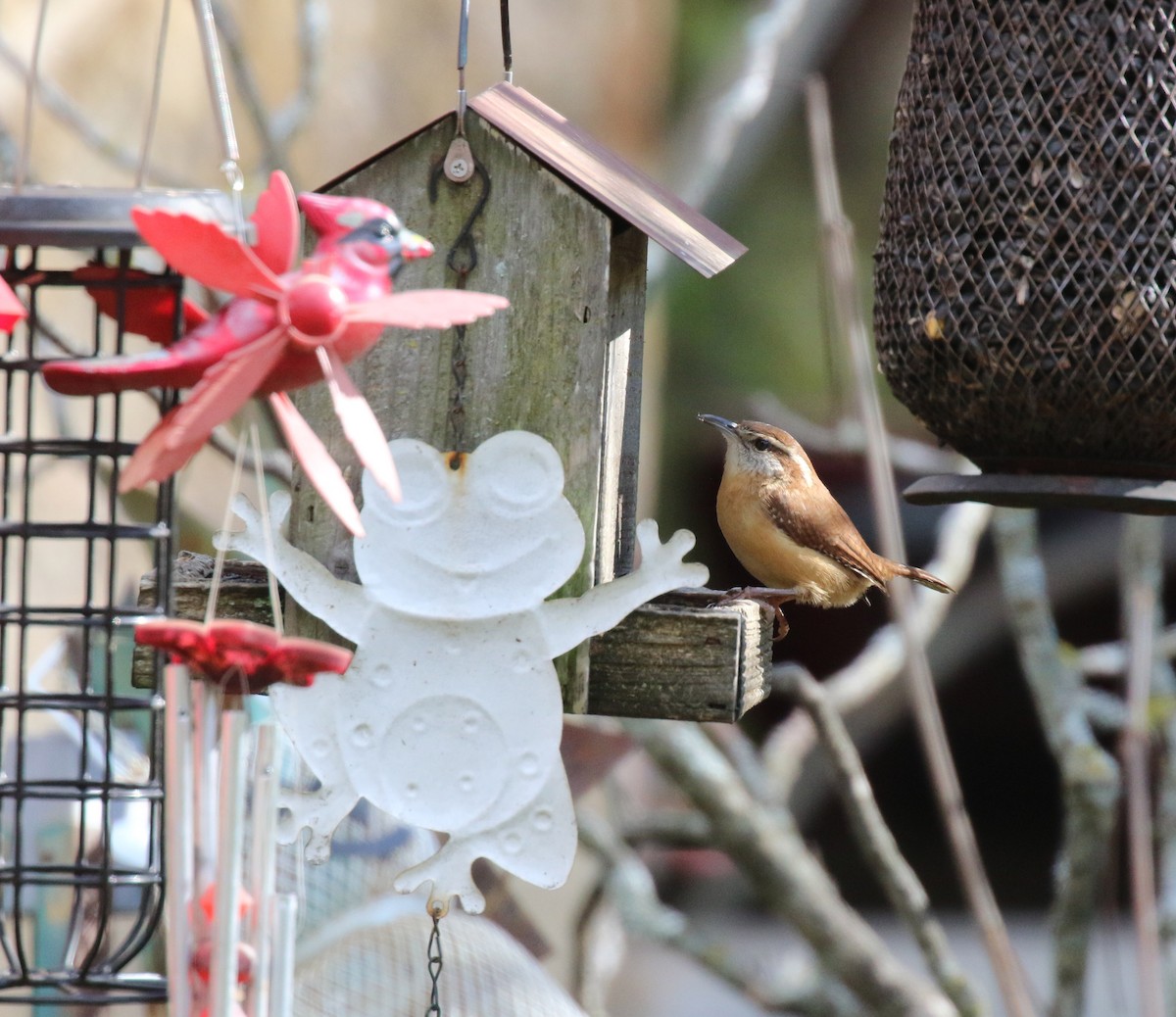Carolina Wren - ML644669317