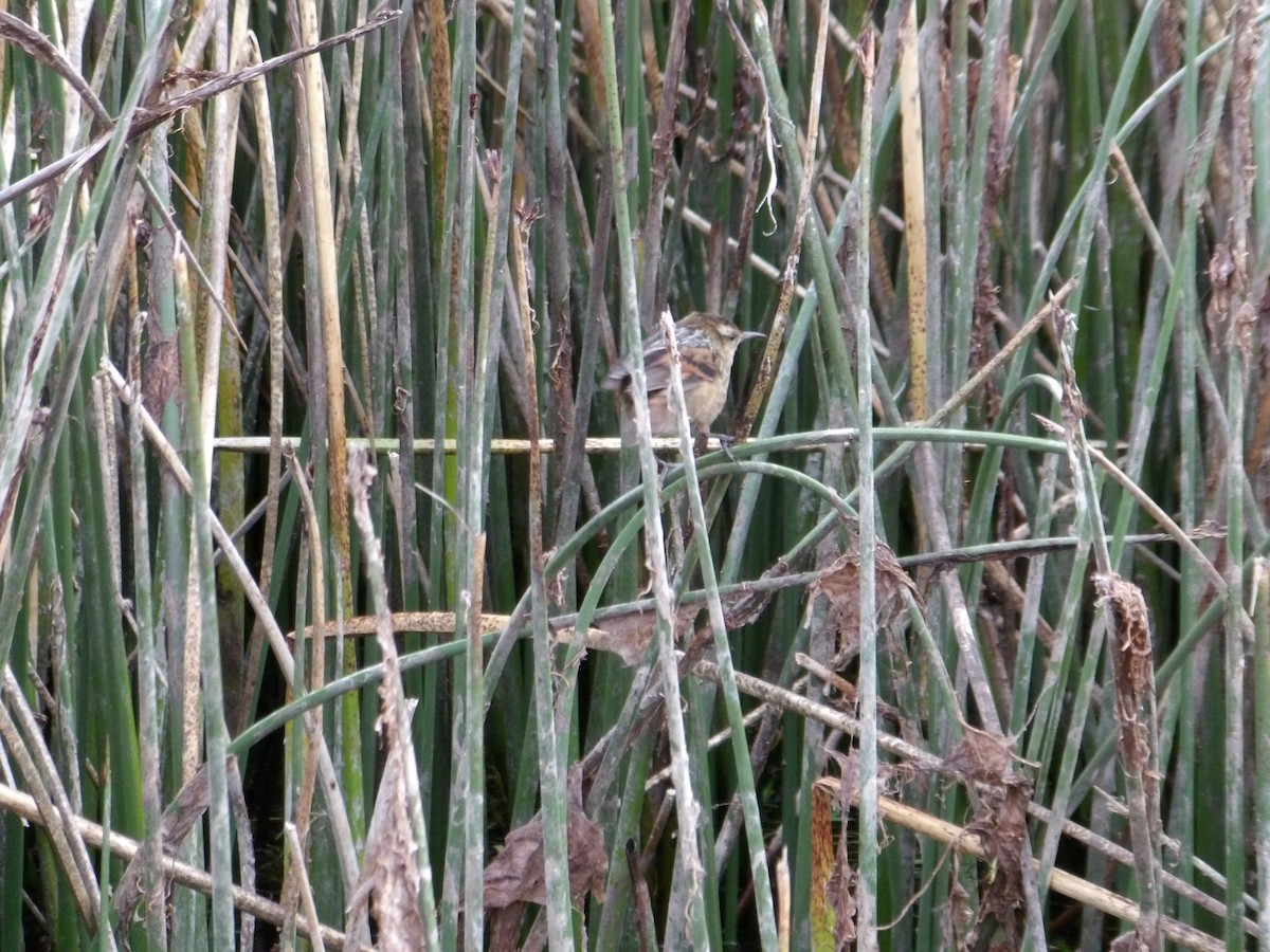 Wren-like Rushbird - ML644669326