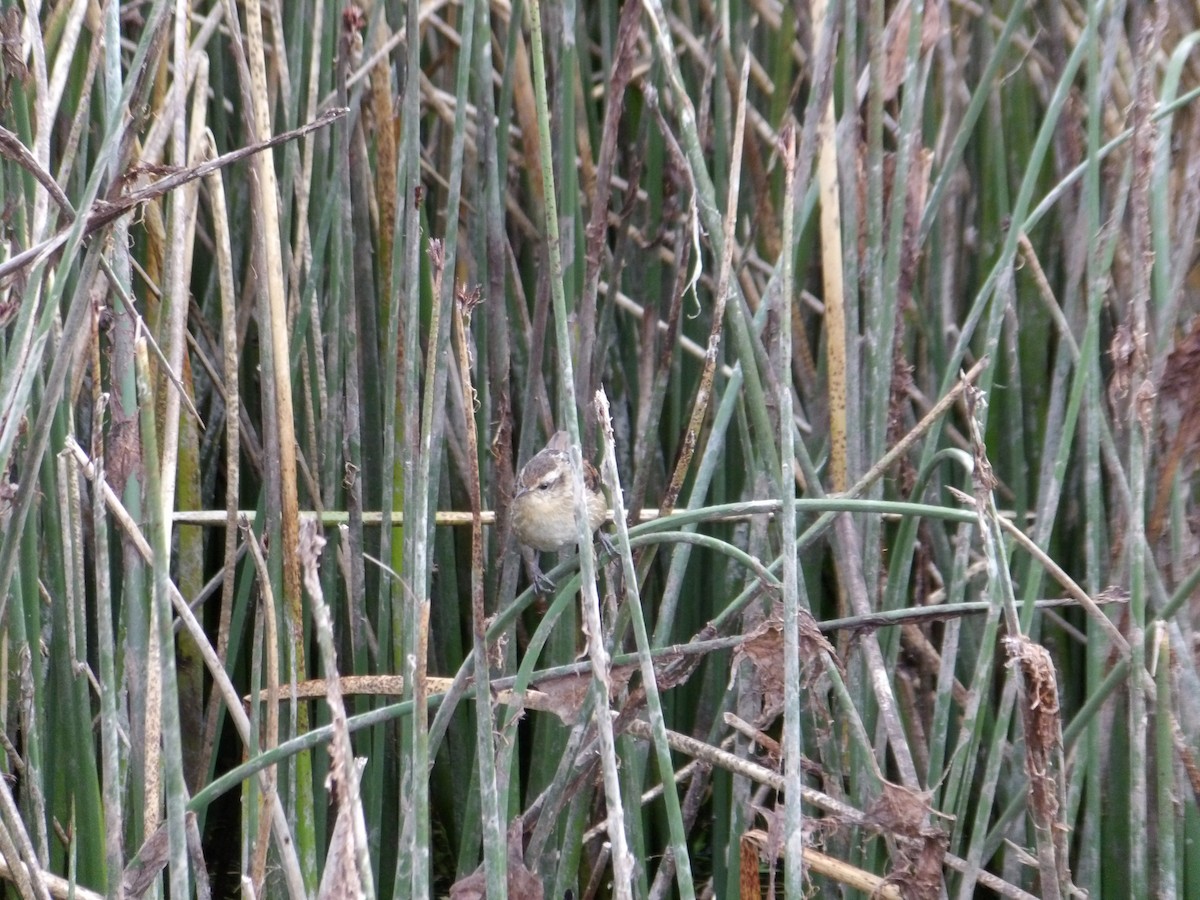 Wren-like Rushbird - ML644669327